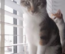 Cat adoption