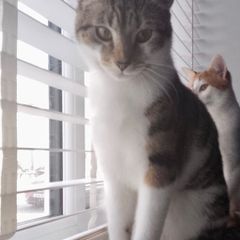 Cat adoption