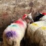 20 super brokie ewe lambs Image 9