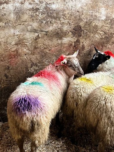 20 super brokie ewe lambs