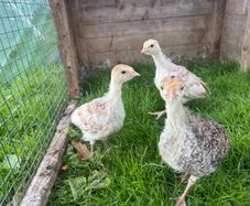 Turkeys