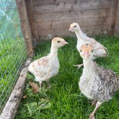 Turkeys