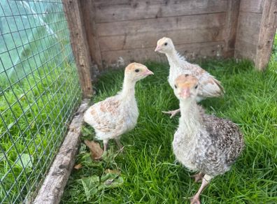 Turkeys