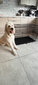 Dog Crate