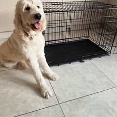 Dog Crate