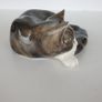 Mike Hinton porcelain sleeping cat signed Image 3