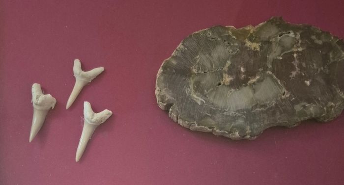 Fossilized prehistoric fish / fossilized wood and ammonite, shark teeth. In display frame.