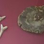 Fossilized prehistoric fish / fossilized wood and ammonite, shark teeth. In display frame. Image 2