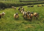 Pure dutch spotted and 3/4 bred spottie ewe lambs