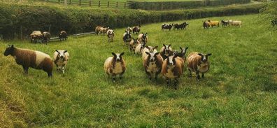 Pure dutch spotted and 3/4 bred spottie ewe lambs