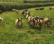 Pure dutch spotted and 3/4 bred spottie ewe lambs