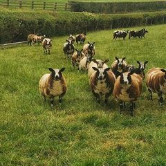 Pure dutch spotted and 3/4 bred spottie ewe lambs