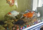 assorted large gold fish