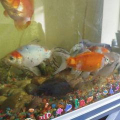 assorted large gold fish