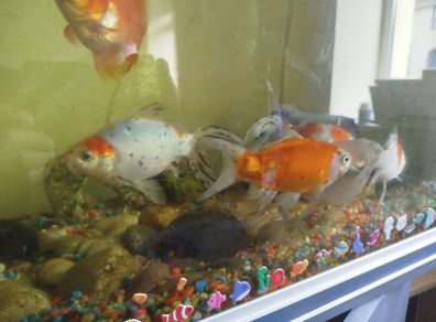 assorted large gold fish