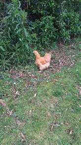 buff orpington hatching eggs