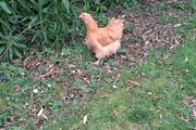buff orpington hatching eggs