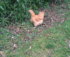buff orpington hatching eggs