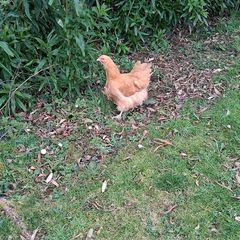 buff orpington hatching eggs