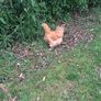buff orpington hatching eggs Image 3