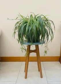 House plant