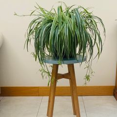 House plant