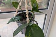 Beautiful hanging plant including pot and hanging basket