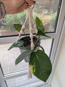 Beautiful hanging plant including pot and hanging basket