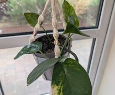 Beautiful hanging plant including pot and hanging basket
