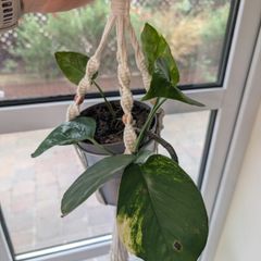 Beautiful hanging plant including pot and hanging basket