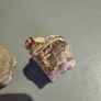 Petrified wood Image 3