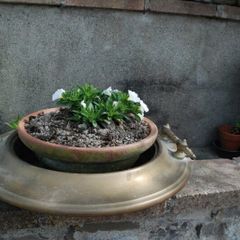 Cachepot for plant/flowers, solid brass/copper