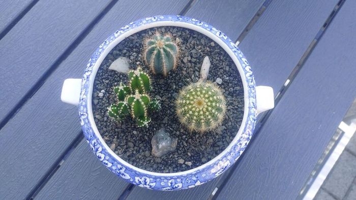 Fabulous Vintage Arklow Pottery Blue and White Tureen with Cacti Garden - A Fabulous Unique and Decorative Item for Display Indoors
