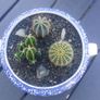 Fabulous Vintage Arklow Pottery Blue and White Tureen with Cacti Garden - A Fabulous Unique and Decorative Item for Display Indoors Image 8