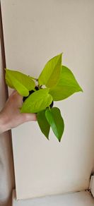 Neon Pothos plant