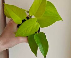 Neon Pothos plant