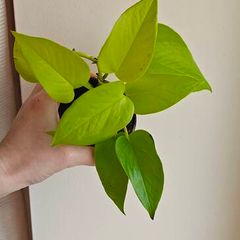 Neon Pothos plant