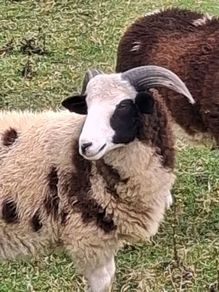 6 months Jacob PBNR Ram lamb.