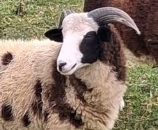 6 months Jacob PBNR Ram lamb.