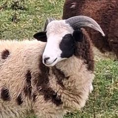 6 months Jacob PBNR Ram lamb.