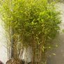 Bamboo trees x 2 Image 2