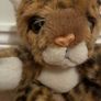 teddy Image 3