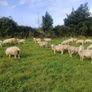 Belclare x and Texel x ewe lambs Image 7