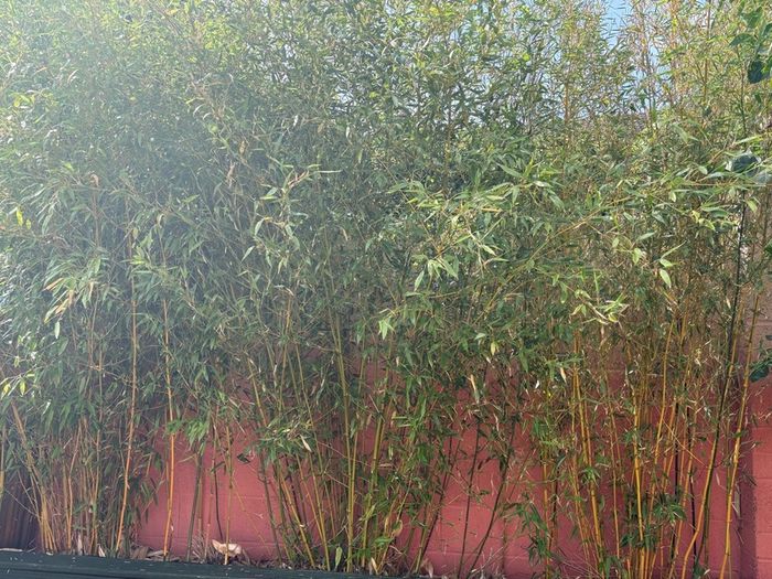bamboo