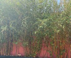 bamboo
