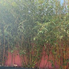 bamboo