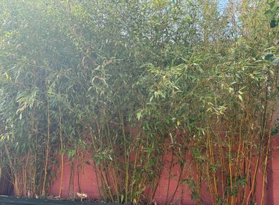 bamboo
