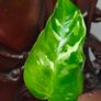 Philodendron Jose Buono Image 5