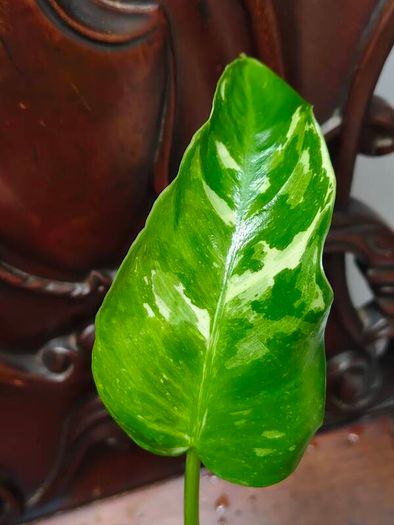 Philodendron Jose Buono