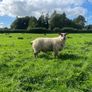 Texel/ Rouge Rams Image 3